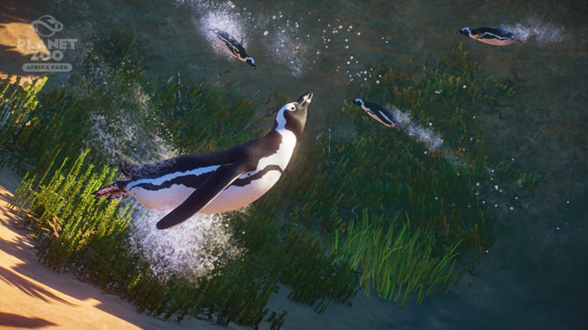 A penguin swimming in Planet Zoo update 1.6