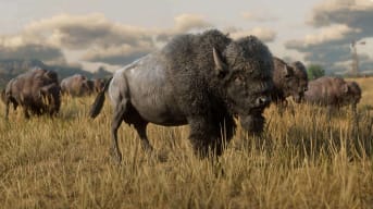 Buffalo from Red Dead Redemption 2.