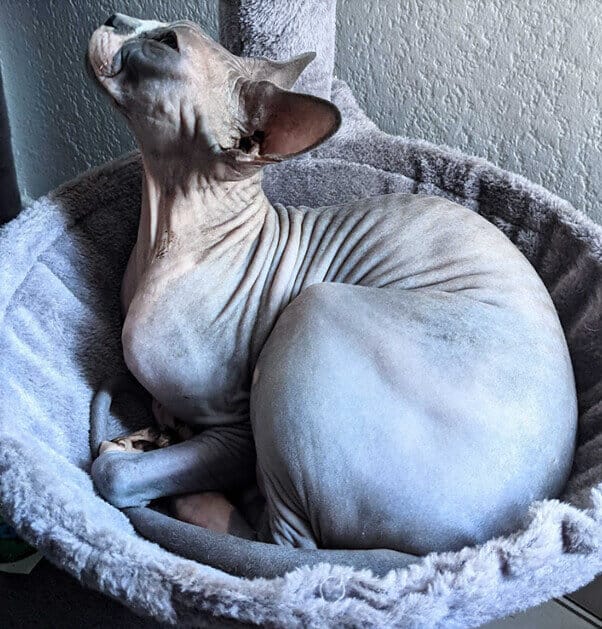 Oscar, the gorgeous Sphynx cat who assisted in development on Stray