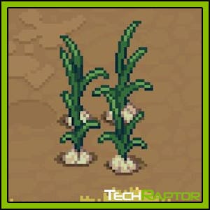 Roots of Pacha Farming Guide - Garlic Seed