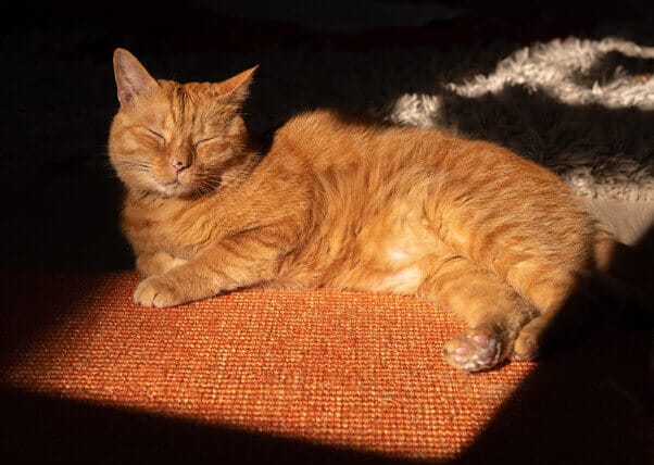 Murtaugh, the cute orange cat who inspired Stray's protagonist