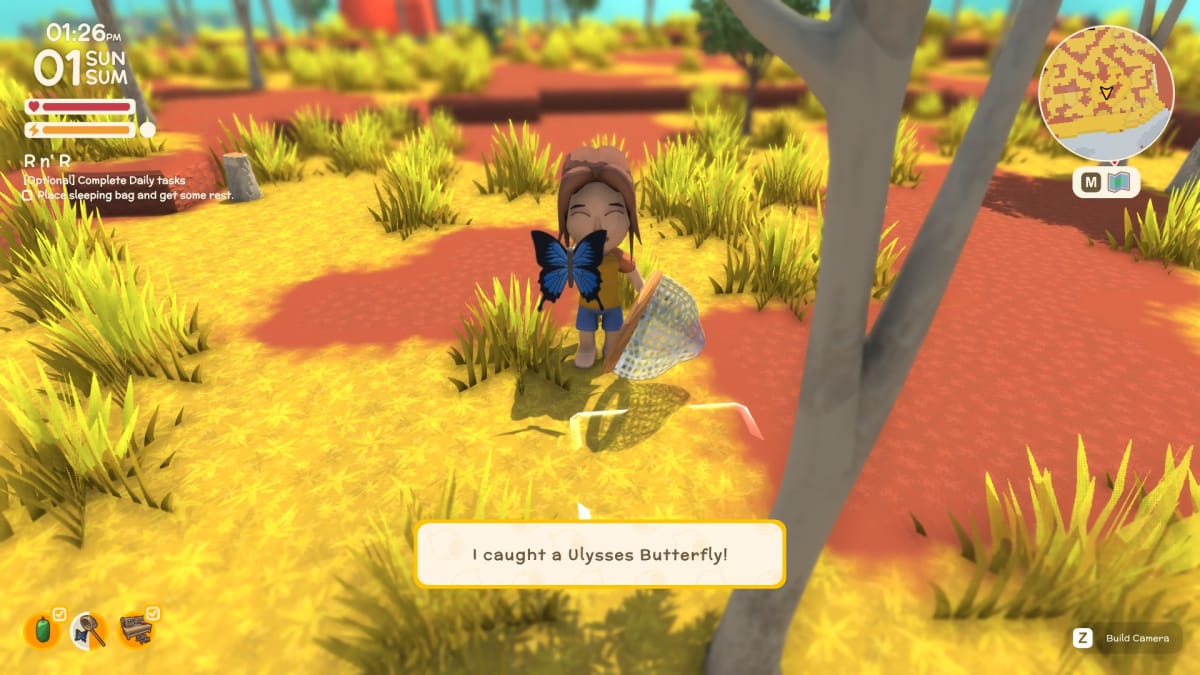 Player catching a Ulysses Butterfly during Summer.