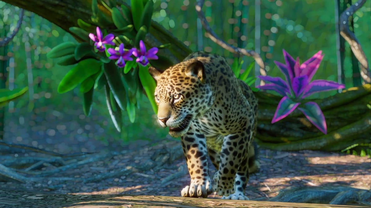 A jaguar in the Planet Zoo South America DLC pack