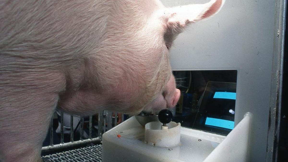One of the Yorkshire pigs using a joystick to play a video game.