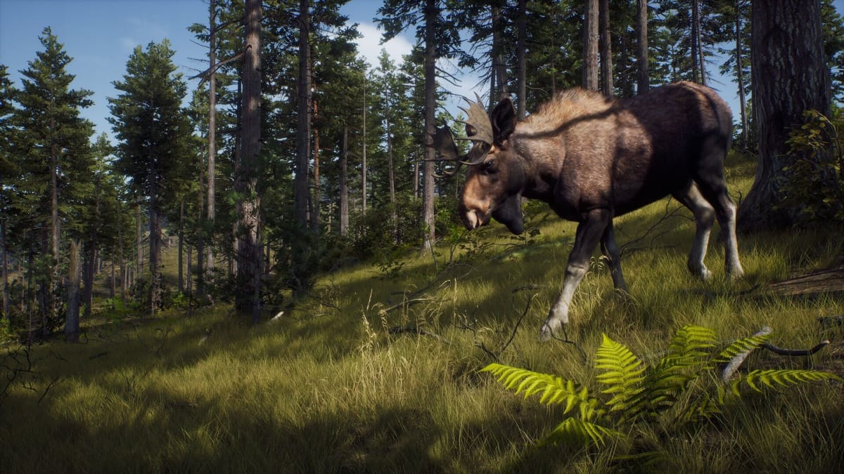 A moose grazing in Way of the Hunter