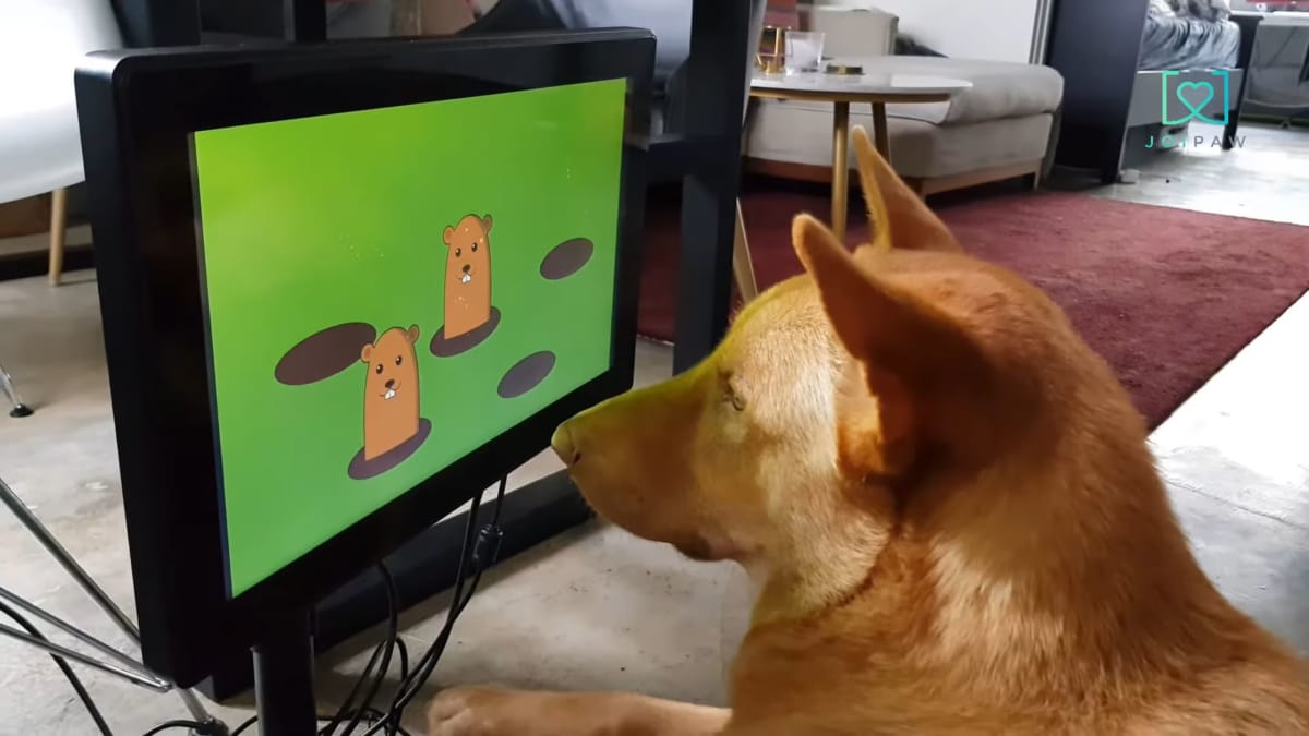 A dog playing one of the Joipaw video games for dogs