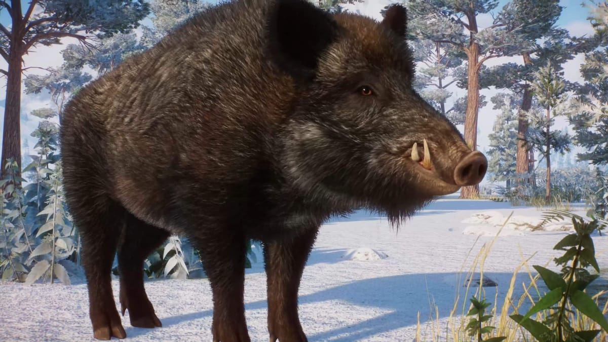 A close-up of a boar in a snowy forest in the new Planet Zoo expansion Eurasia Animal Pack