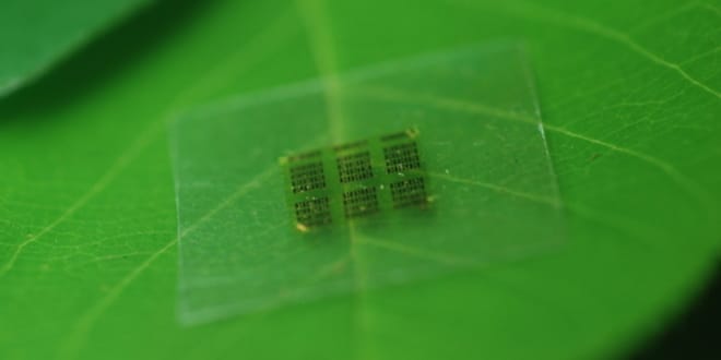Biodegradable Chips
