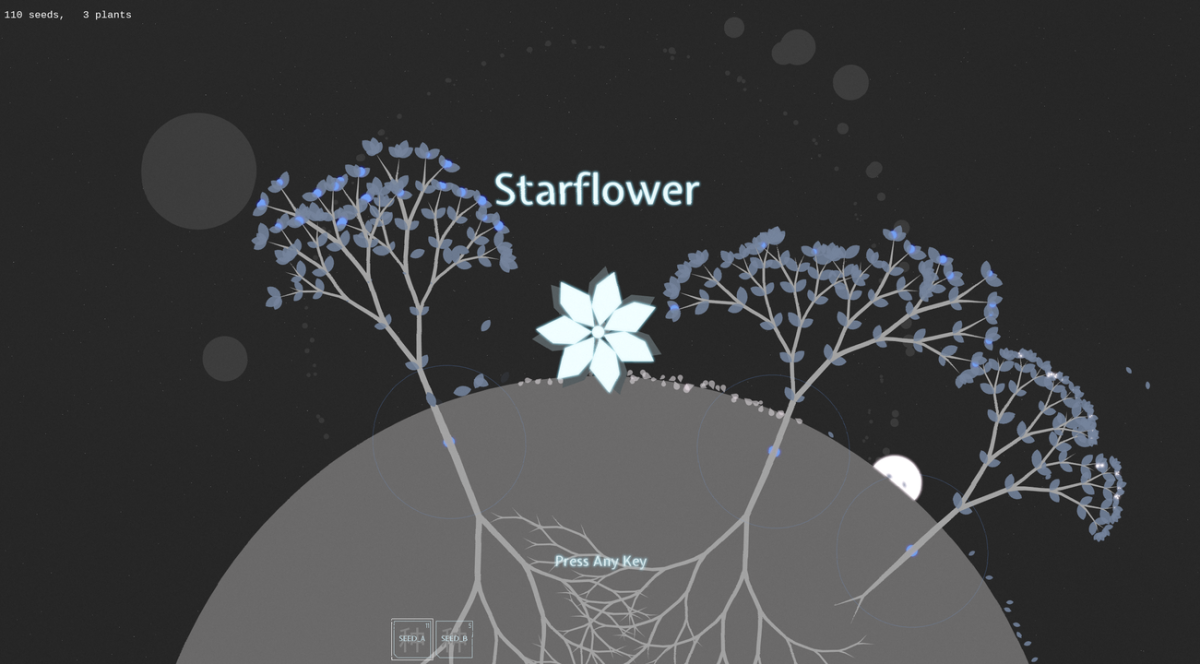 starflower header