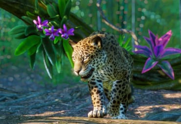 A jaguar in the Planet Zoo South America DLC pack