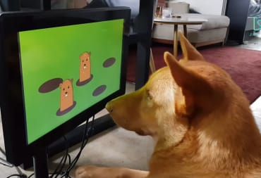 A dog playing one of the Joipaw video games for dogs